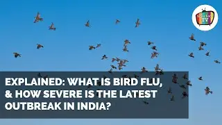 What is bird flu, & how severe is the latest outbreak in India?