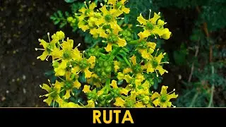 VErba Volant - LA RUTA