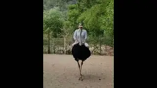 Ostrich Riding