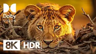 EXTREMELY DANGEROUS WILDLIFE | DOLBY VISION™ HDR 8K (CLOSE-UP)