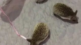 Ушастые ежи