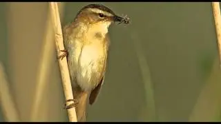 Sedge Warbler Bird Call Bird Song