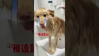 Watch Me Take a Bath Again? #DogBath #SmellingFresh #DogParentingFeels #CapturingPetLife...
