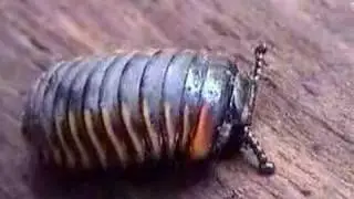 Pill Millipede of Borneo Ƣݔҩᾫ٨ӷ