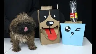 DIY Puppy Dog Food & Water Dispenser from Cardboard at Home
