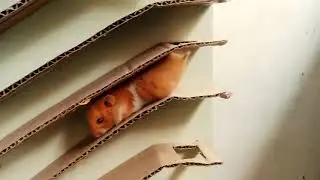 hamster