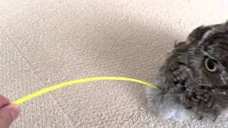 Roller coaster on the owl / 乗り物好きなフクロウ