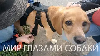 Мир глазами собаки