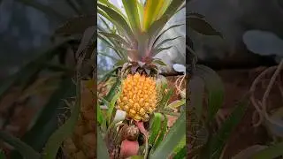 "Местный" ананас🍍#сочи #южныйсад #экзотическиефрукты #рекомендации  #new
