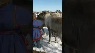 🤔 Как кочуют оленеводы Ямала. Крайний Север 