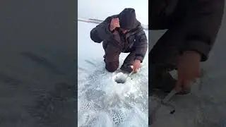 Щука 4 кг на жерлицу
