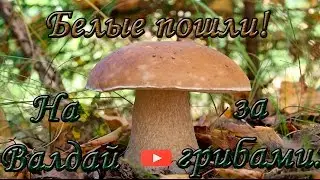 Белые пошли! На Валдай за грибами.