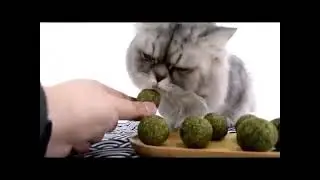 Catnip Ball Cat Mint Cat Nip Happy Cat Treats Makanan Kucing Mainan Kucing 猫薄荷球 磨牙 Cat Treats Pet Na