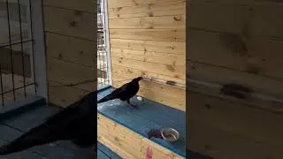 A clever crow.