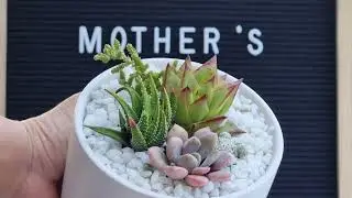 Mother's Day Succulent Giveaway