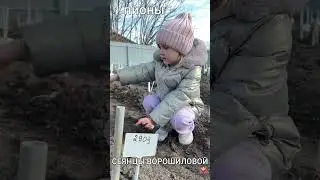 Пион Агния Красивая / Сад Ворошиловой 