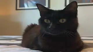Surviving a Rattlesnake Bite: Coco's Story 🐍