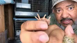How To Remove Caked on Poop From Quail Chicks Feet #newlyhatchedquailchicks