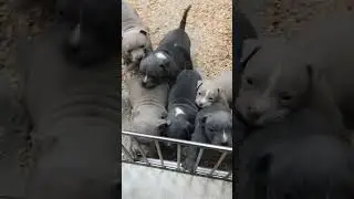BEAUTIFUL MALES AND FEMALES AVAILABLE. PRODUCT BIGDOGS ROMÂNIA KENNEL FATHER MR.CUB