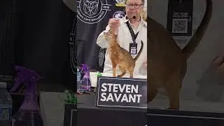 Best in show Abyssinian