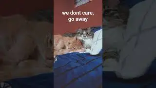 Telling My Kitties They Aren’t Going! #cat #catcomedy #gordonramsay @gordonramsay ​⁠#shortsfeed