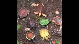 I hatched the eggs (Various turtles) #shorts｜CoCosToy