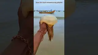 saved most venomous big jellyfish|| #shorts #jellyfish #sea #trendingshorts #Dhana51seavlogs