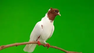 Birds Green Screen | Free Footage - Videos for content creators
