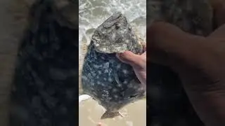 I caught a Stud Flounder !