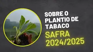 Sobre o plantio de tabaco Safra 2024/2025 Jaguari Dalberto