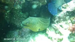Таиланд  Дайвинг  Shark point, Мурена