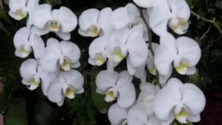Парк Утопия