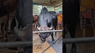 Gir bull from Taz Cattle Ranch