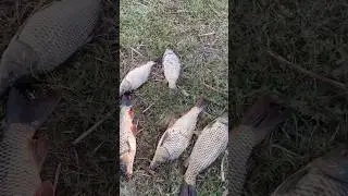 Диевка. Ловля сазана сегодня 