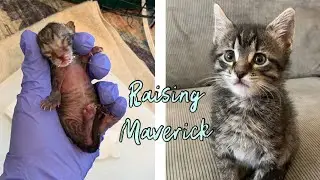 Raising an orphaned kitten #cat #cats #kitten #pets