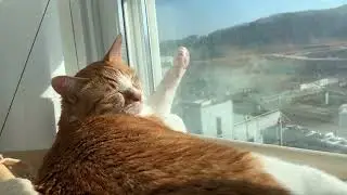 Oh sunshine~~