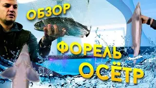 Форель и осётр  Обзор фермы.