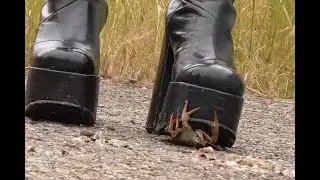 N60 Bug Crush Teaser - Black boots and Crayfish