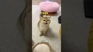 【牛奶是只猫】有只爱你的猫是种什么体验？