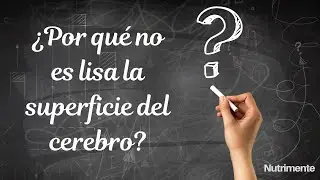 ¿Por qué NO es lisa la superficie del CEREBRO?