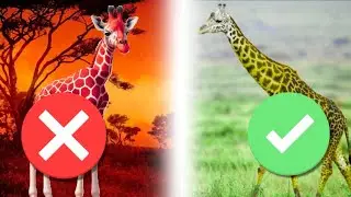 C'est quoi la Sélection Naturelle ?! (en moins de 2 minutes)