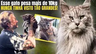 🐈‍⬛ THESE CATS LOOK LIKE LIONS! Meet the Maine Coons, the most beautiful cats I've ever seen! 😱