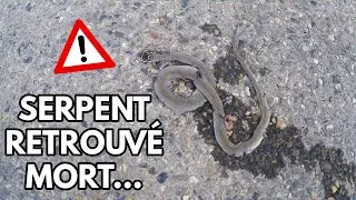 CHASSE AUX SERPENTS - J'AI RETROUVÉ UN BÉBÉ SERPENT ÉCRASÉ