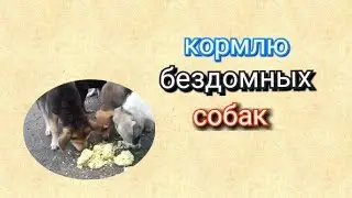 Кормлю бездомных собак
