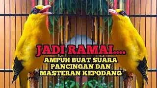 KICAU SUARA MASTERAN DAN PANCINGAN BURUNG KEPODANG EMAS GACOR BUAT KEPODANGMU JADI IKUT GACOR