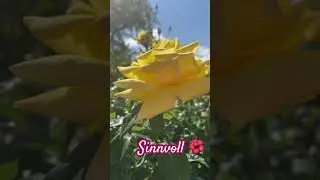 Sinnvoll 🌺#beutifull #flowers #spirit #spiritual #art #spirituality #kunst #freude