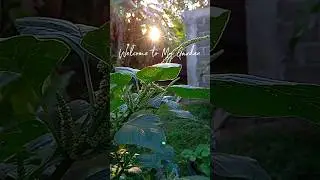 Telat panen 🌿 #berkebun #gardening #kebunmini #minigarden #minivlog #garden #asmr #slowliving