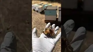 Bees Eating Honeycomb! 🍯🐝 #shorts