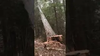 HARD LUCK IS HARD WORK #wood #woodcutter #viral #tree #treecutting #shortsfeed #chainsaw #stihl