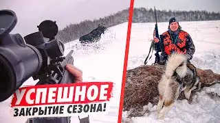 Охота на ЛОСЯ! Добыл ЛОСЯ🔥 в первом загоне!🫡 Удачная ОХОТА на ЛОСЯ!